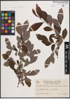 Foto von Salix cinerea L.
